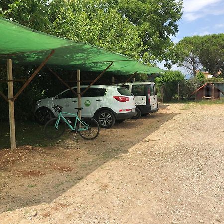 Agriturismo Il Podere Vedelago Con San Bernardo, Alpaca E Una Pentola Di Cose Da Scoprire ภายนอก รูปภาพ