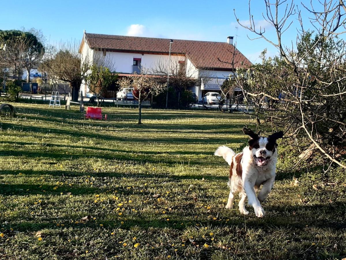 Agriturismo Il Podere Vedelago Con San Bernardo, Alpaca E Una Pentola Di Cose Da Scoprire ภายนอก รูปภาพ
