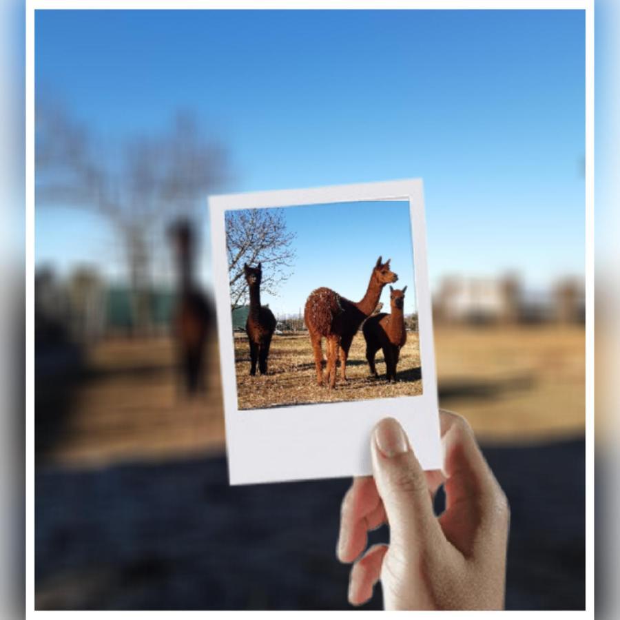 Agriturismo Il Podere Vedelago Con San Bernardo, Alpaca E Una Pentola Di Cose Da Scoprire ภายนอก รูปภาพ
