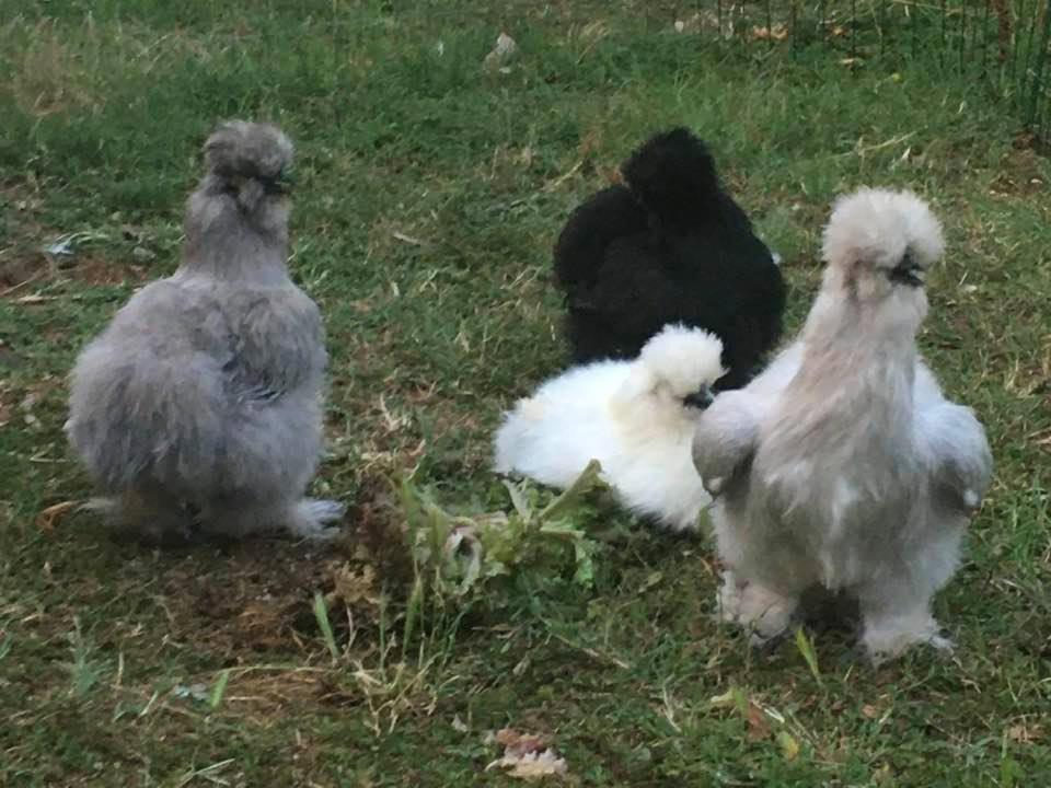 Agriturismo Il Podere Vedelago Con San Bernardo, Alpaca E Una Pentola Di Cose Da Scoprire ภายนอก รูปภาพ