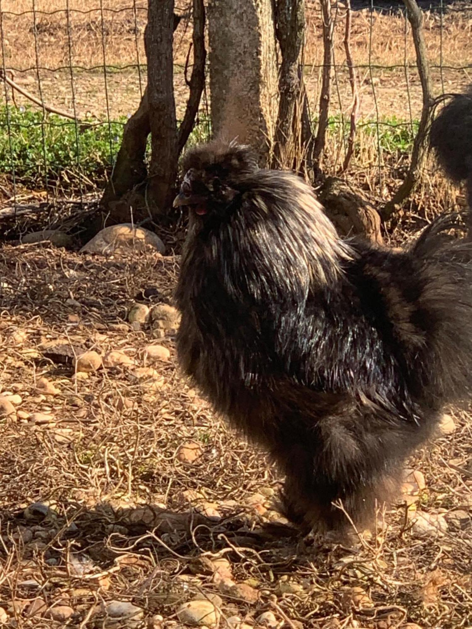 Agriturismo Il Podere Vedelago Con San Bernardo, Alpaca E Una Pentola Di Cose Da Scoprire ภายนอก รูปภาพ