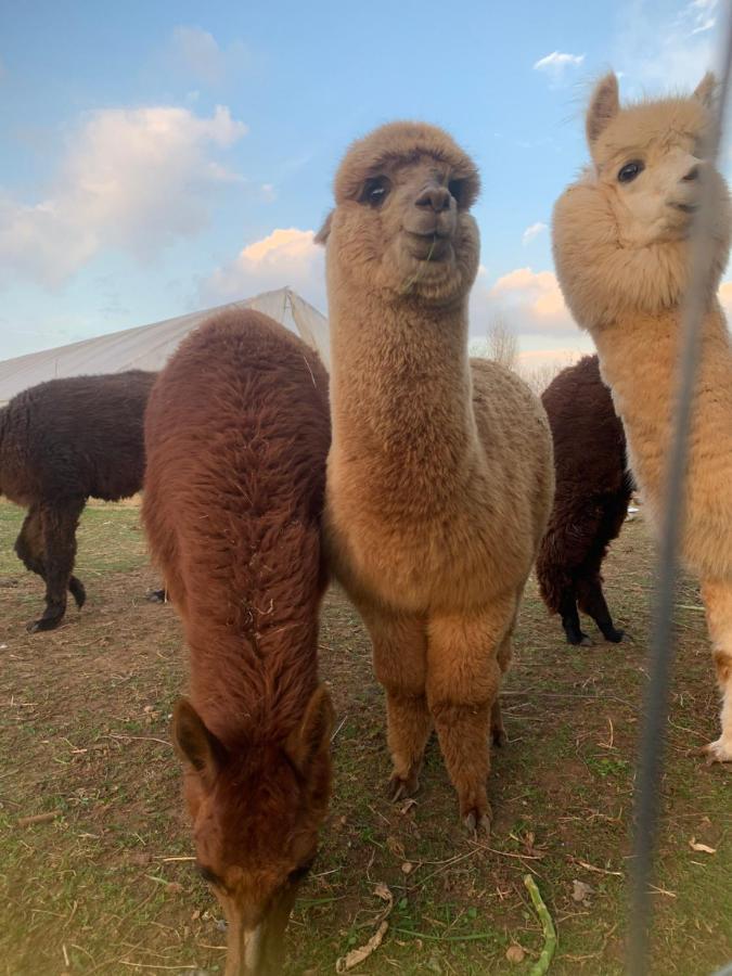 Agriturismo Il Podere Vedelago Con San Bernardo, Alpaca E Una Pentola Di Cose Da Scoprire ภายนอก รูปภาพ